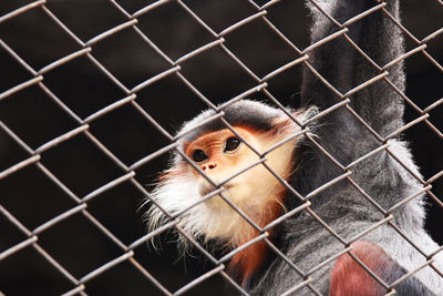 Portrait of monkey in cage at zoo
