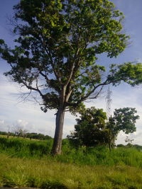 Tree on field against sky