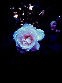 Close-up of flower against black background