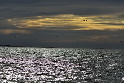 View of birds flying over sea