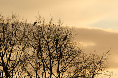 Low angle view of bare trees against sky at sunset