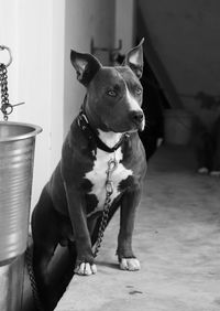 Dog looking away while sitting on floor