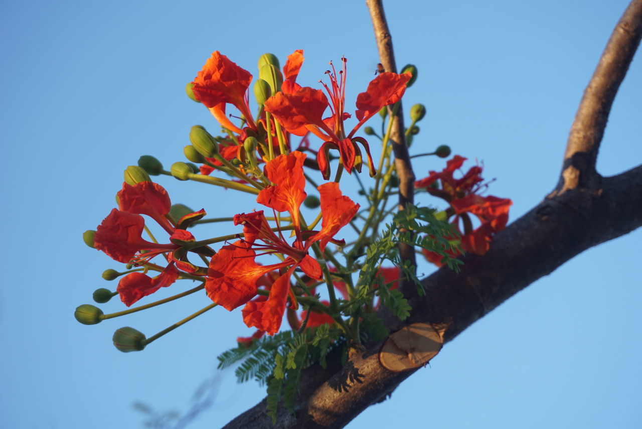 plant, growth, sky, flower, flowering plant, freshness, beauty in nature, tree, low angle view, nature, branch, fragility, no people, vulnerability, clear sky, day, close-up, red, blue, petal, springtime, outdoors, flower head, rowanberry