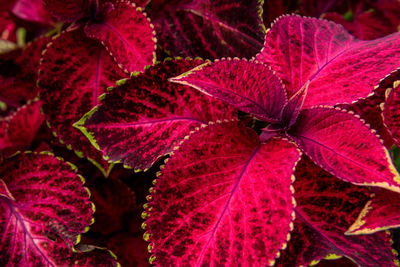 Close up of variegated burgundy and green coleus plant. painted nettle, decorative nettle. 