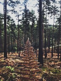 View of pine trees in forest