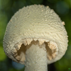 close-up