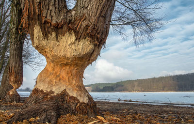 Tree trunk by lake against sky