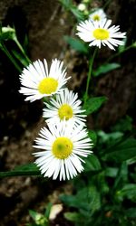 Close-up of white daisy flower