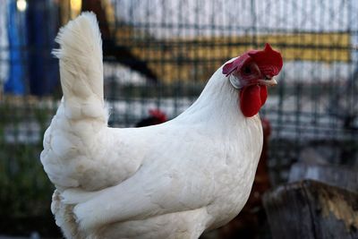 Close-up of white chicken