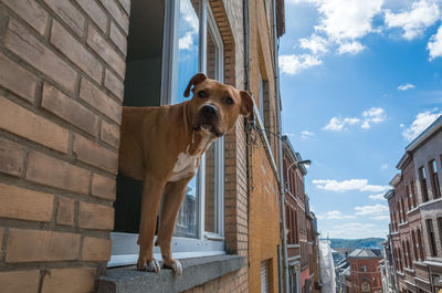 Low angle view of dog against buildings