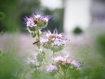 Close-up of purple flowering plant