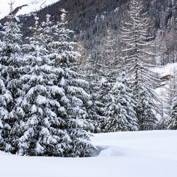 Snow covered trees on landscape