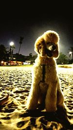 Lion sitting on sand at night