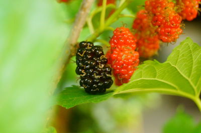 Close-up of strawberry growing on plant