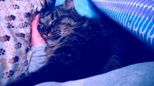 Close-up of cat sleeping on bed