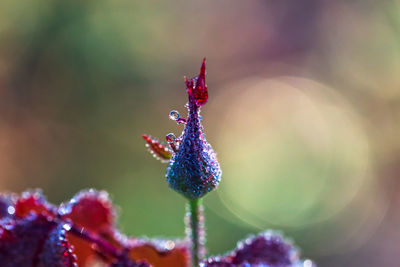 Close-up of purple pollinating flower