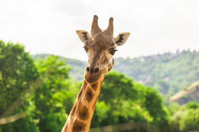 Portrait of giraffe