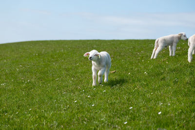 Baby lamb on green dyke