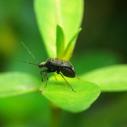 Close-up of insect on leaf