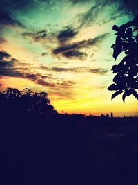 Silhouette of trees at sunset