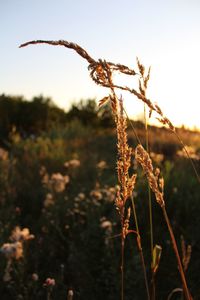 Close-up of plant growing on field