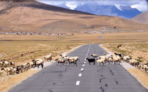 Flock of sheep crossing road against mountains