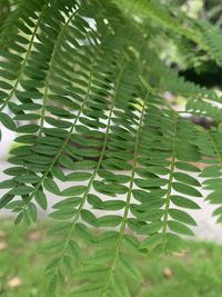 Close-up of green leaves