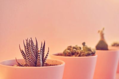 Close-up of potted cactus