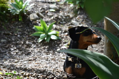 Close-up of dog looking away