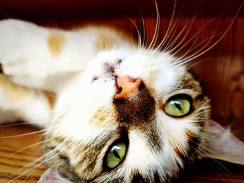 Close-up portrait of cat