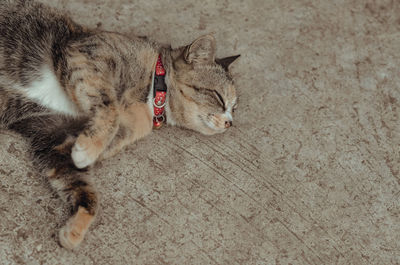 Adorable brown color domestic cat relaxing on the floor.