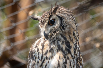 Close-up of a bird looking away