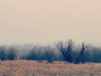 Bare trees on field against clear sky