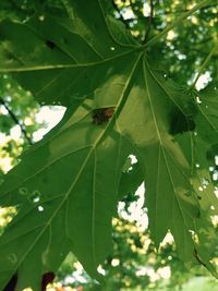 Low angle view of leaves