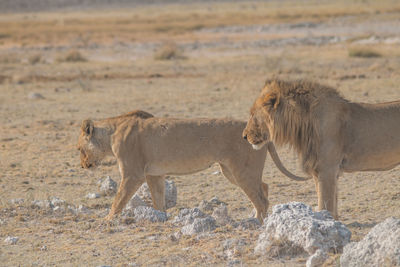View of two cats on land