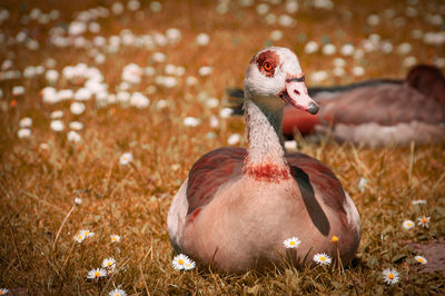 Close-up of a duck on field