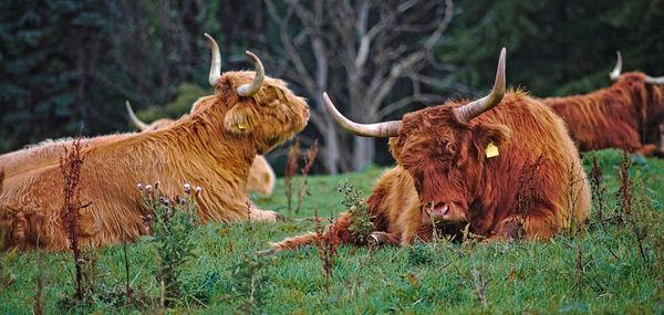 Cows in a field