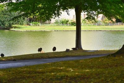 View of birds in lake