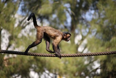 Low angle view of monkey on a rope