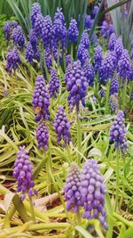 Close-up of purple flowers