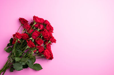 Close-up of pink rose against red background