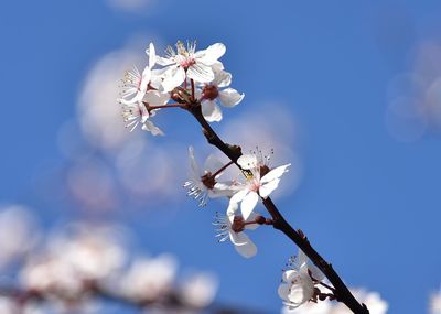 Close-up of apple blossoms in spring