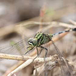 Close-up of insect on twig