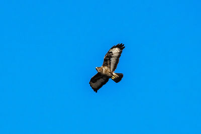 Low angle view of buzzard flying against clear blue sky