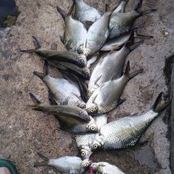 High angle view of fish for sale at market