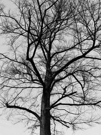 Low angle view of bare tree against sky