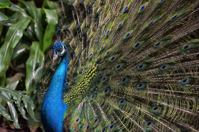 Close-up of peacock