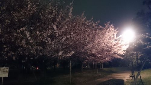 Trees on landscape at night