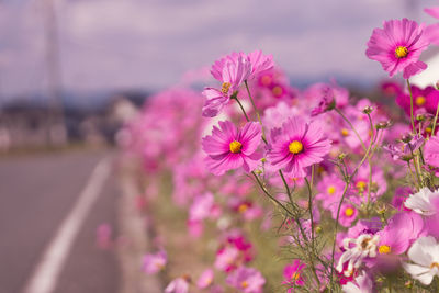 Close-up of pink cosmos flowers