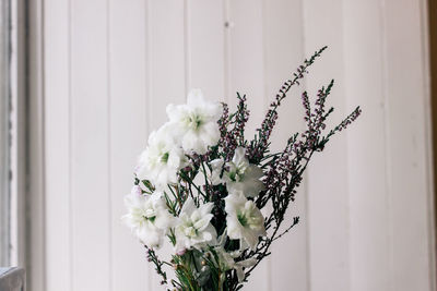 Close-up of white flowers against wall